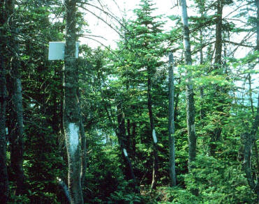 1997 Blazing and sign at top of trail